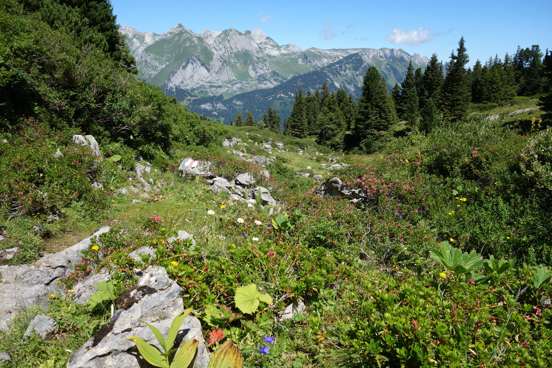 Wanderweg durch Blumen