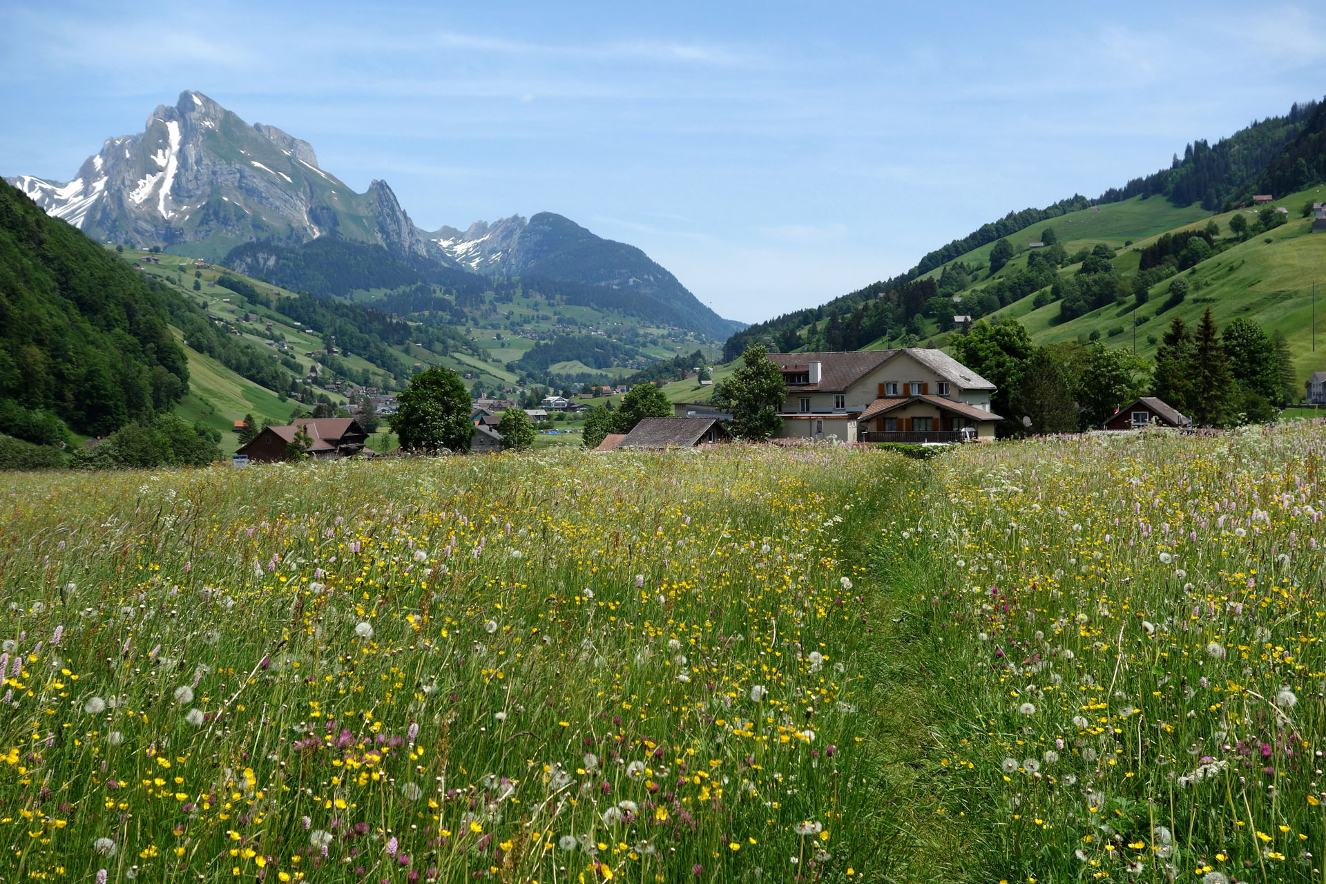 Trampelpfad durch Blumenwiese