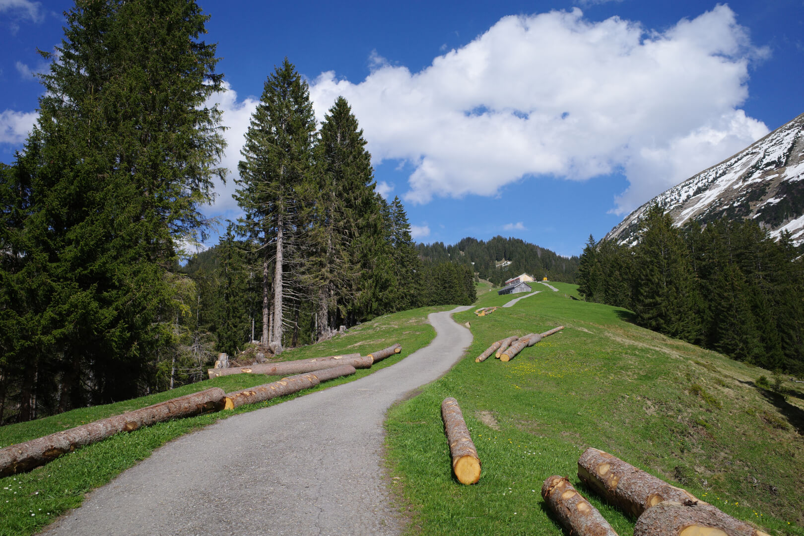 Abstieg auf Fahrweg