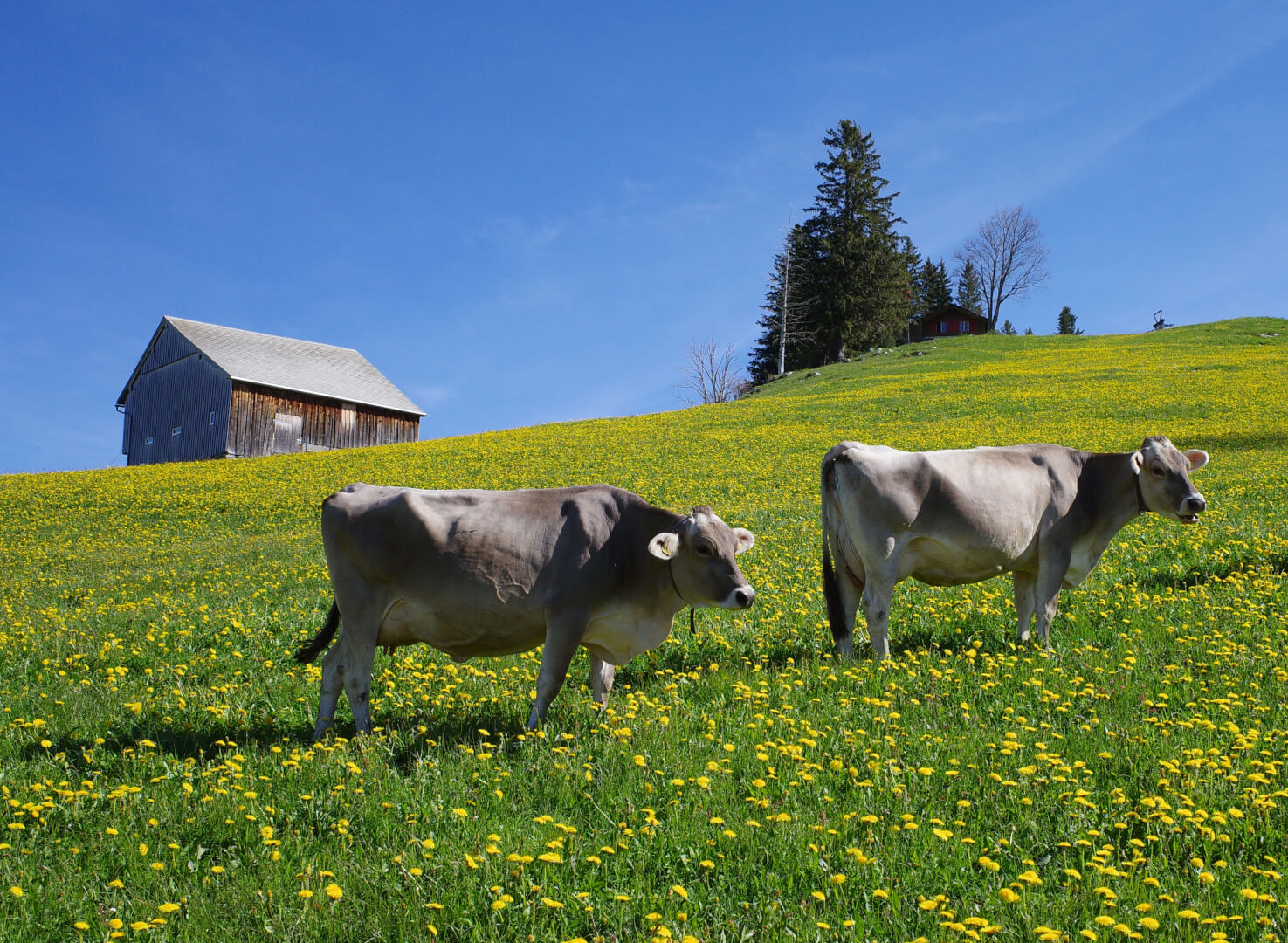 Kühe auf Löwenzahnwiese