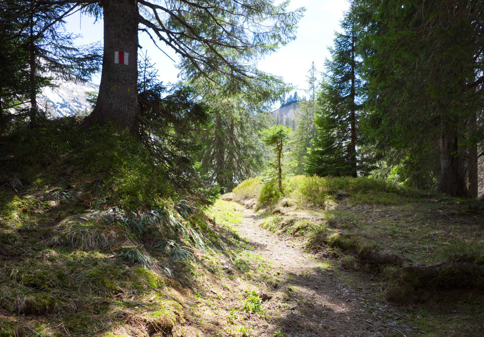 Weg durch lichten Wald