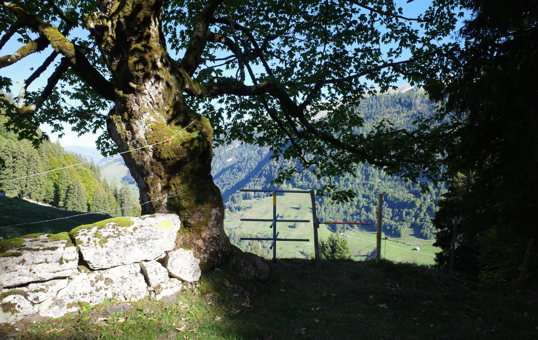 Alter Baum mit Mauer