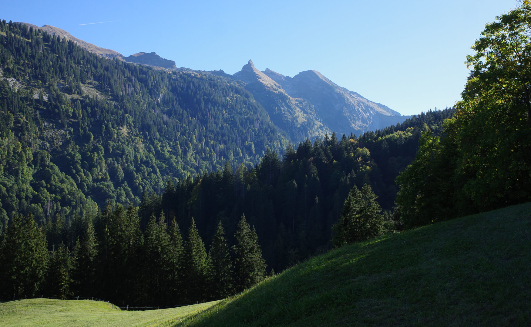 Glatt- und Leistchamm